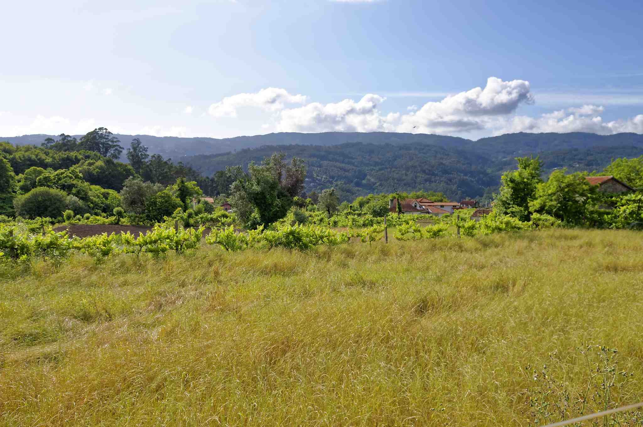 Landscape around ZenVouga